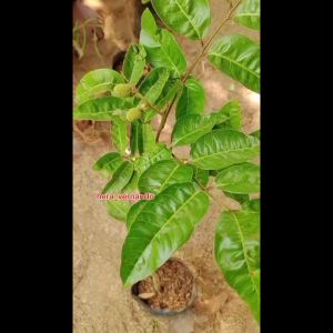 Bibit Kelengkeng Matalada Kondisi Sudah berbunga