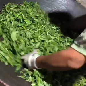 Trà Phổ nhĩ Vân Nam phổ nhĩ chín Dị Võ cổ thụ 200g nguyên liệu tuyển chọn cao cấp puer tea yiwu 2022