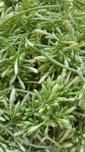 Hoa đu đủ đực ngâm mật ong nguyên chất tăng sức đề kháng hỗ trợ tiêu hóa hô hấp phòng ngừa ung thư