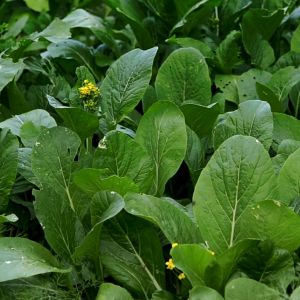 Pupuk Pakcoy Mempercepat Pertumbuhan Daun Booster Pakcoy Penyubur Pelebat Daun Hasil Meningkat