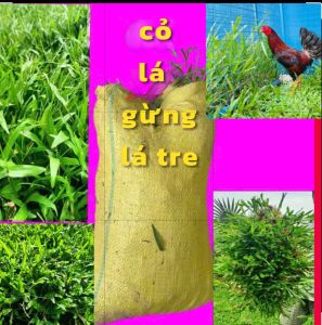 cỏ lá gừng cỏ lá tre bao 1m2 dùng trang trí sân vườn  cho gà vịt ăn