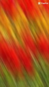 hạt)Hạt Giống Hoa Mào Gà Lửa F1Dễ Trồng Hoa Nở Siêu Đẹp Mix nhiều màu (Gói 250