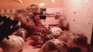 TEMAN TERNAK - Mesin Tetas Telur Semi Otomatis SAM D9 AT Kapasitas 9