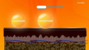 วิตามินกันแดด กันแดดแบบกิน น้ำมันมะกอกธรรมชาติ ผิวแข็งแรง ผิวทนแดด กันฝ้า ไลท์อะเวย์ มิกซ์ แคโรทีนอยด์ กิฟฟารีนของแท้ 30 แคปซูล