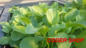 [HCM] Cải ngọt Trang Nông 20g