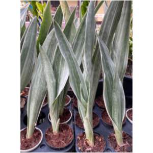 ลิ้นมังกรดาบเงิน ( SiamSilver ) ลิ้นมังกรสยามซิลเวอร์ ไม้ฟอกอากสปลูกง่ายโตไว