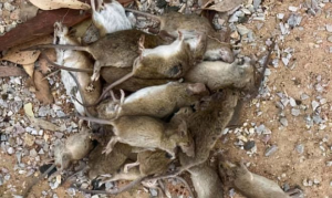 【100% ALL DIED 】rat poison killer 500G racun tikus paling kuat Berkesan Mice rush to eat rat bait Specialized in killing smart big mice Rodenticide Calcification dries out ubat tikus paling kuat mati rat repellent rat killer mouse killer 老鼠药三步倒