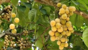 BIBIT DUKU TANPA BIJI - BIBIT BUAH DUKU TANPA BIJI UNGGUL Aneka bibit unggul Nirwana Bibit Duku Manis Dan Produktif Tanaman Duku Tinggi 40-60 Cm - Lazada