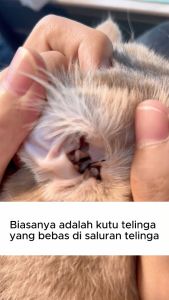 PetClear pet ear cleaner (60ml / Bottle) Pet Dogs Ear Drop 60ml Cats Ear Drop  Ear Cleaning for Cats and Dogs Anti ear Mites Ear Infection Treatment Solution Odor Removal