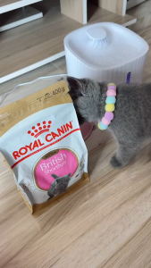 400g Royal Canin All Stages Adult Kitten British Shorthair Pet Cat Dry Food British Short Hair Breed