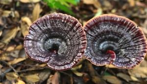 Hair Growth Solution  Serum Spray   Essential Oil Loss Herbal Essence Polygonum Multiflorum Reat Loss Prevent  Damage Promote Thick And Healthy