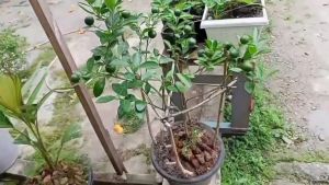 Bibit Jeruk Santang Madu Hijau Asli Kondisi Sudah Berbuah Lebat Super Manis Cangkok