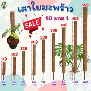 เสาใยมะพร้าว หลักไม้เลื้อย 30-120 CM. สวยงาม ทนทาน คุณภาพดี