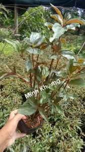 [Cây dược liệu] 1 Chậu 10 cây giống dòi thân tím hỗ trợ phổi cho.....-Vườn Minh Khương