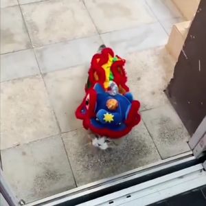 baju imlek barongsai anjing kucing kostum imlek chinese new year kostum imlek barongsai anjing CNY25