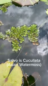Sean Planters Salvinia Cucullata Asian Watermoss Aquarium Aquatic Floating Water Plant Live Pokok Kiambang Air Hidup 浮萍