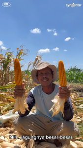 Benih Jagung NK 7202 | NK JUARA - 15Kg - Free T-shirt