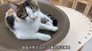 กระดาษลับเล็บ ที่ลับเล็บทรงกลม กระทะลับเล็บ โซฟาลับเล็บทรงกลม ที่รับเล็บแมว ทำจากกระดาษลูกฟูก เป็นที่นอนแมวไปในตัว