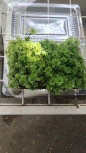 Rêu hồng đài  hủ tròn làm terrarium bán cạn