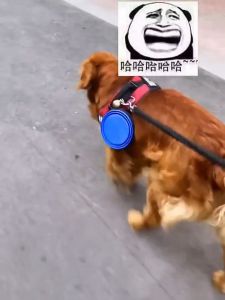 Foldable Silicone Bowl Pet Travel Bowl Bekas Makanan Kucing Dog Bowl Travel Dog Bowl Travel Pet Bowl Foldable Pet Bowl