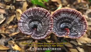 New upgrade Polygonum Multiflorum Serum Essence Hair Care Essential Care Oil Hair 100ml Polygonum Multiflorum Serum Essence Penjagaan Rambut Minyak Penjagaan Penting Rambut 何首乌精华护发精油头发100ml