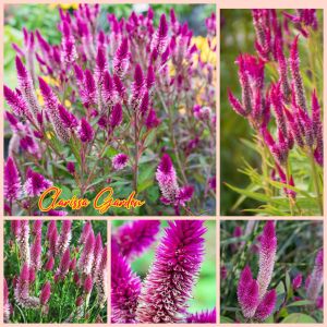 30 BUTIR BIJI/BENIH BUNGA CELOSIA ARGENTEA