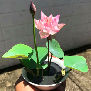 [HCM] Hạt giống Sen Nhật Mini (Hàng Chọn Tốt) - Đã Cắt Đầu - (Tự Chọn Màu) - Bao nảy mầm (Quy cách 1 hạt)