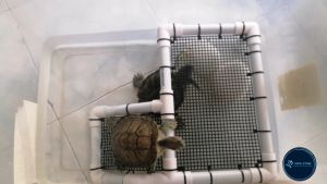 Turtle Sunbathing Basking Platform with left/righ Ramp Kura2 Panjat Platform 乌龟晒台爬台半边阶梯DIY