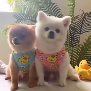 สปอตูมิน กายเสื้อ เสื้อมันล้อ เสื้อยืด บางสบาย เสื้อแมว เสื้อผ้าหมา บางสบาย ลายน้องเป็ด ลายน่ารัก เสื้อแมว ส่วนร่วม