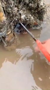 Gunting Capit Penjepit Penangkap Belut Ikan Kepiting Anti Slip Ujung Flat Dan Lengkung Panjang 52cm Multifungsi