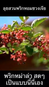 พริกหม่าล่าจีน 100g ชวงเจีย Sichuan pepper ตราปราชญา คัดพิเศษ สะอาด รสชาติเผ็ดร้อน