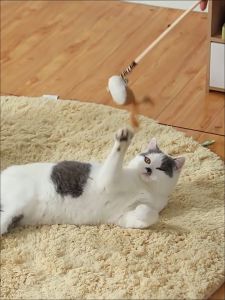 Que gỗ gắn đồ chơi tương tác cho mèo cần câu trêu mèo – Đen Ta pet shop