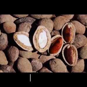 [5KG] HẠT KONIA/ HẠT CẦY ĐẶC SẢN NÚI RỪNG THƠM NGON BÉO NGẬY