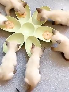 Multiple Dog Cat Bowl Flower Shape Six Compartment Water Plate Food Feeding Bowl Family Pet Feeder