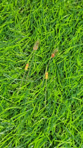 Lampu Setrika dengan Tahanan