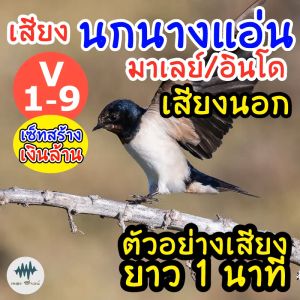 เซ็ทเสียง MP3 สร้างเงินล้าน เสียงนกนางแอ่น มาเลย์อินโด (เสียงนอก) 9 แบบ ใส่แฟลชไดร์ฟ ทำให้เก็บเงินปลายทาง เสียงท้ แท้ 100% ไม่มีโฆษณาแทรก