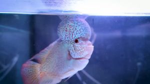 + 10% ซูมไม้ ลูกค้า ร้าน สุขภาพ รสชาติ ด้วย Deep Flower Horn บริษัทอาหารปลาหมอส เร่งโต เร่งโหนก สีเข้ม 14 วันการเตรียมตัว