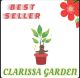 CLARISSA GARDEN