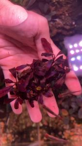 [Aquatic Plant] Bucephalandra Sp Old Ghost 2011 Brownie Bucep Red Purple Submerged Rare Plants BG11 Aquarium Aquascaping  稀有极品发色老幽灵辣椒榕