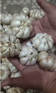 Bawang Putih Honan Banci 500 gr bersih fresh
