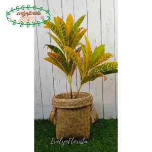 Pohon Daun Puring Worten X2 T50 Semi Latex Artificial Pot Dasar Hitam Cover Anyaman Purun Handle Small Dekorasi Aesthetic Pajangan Ruang Tamu