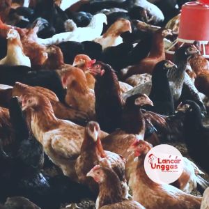 Ayam Kampung Potong Atau Hidup Fresh No Frozen Utuh 1 Ekor Termasuk Ati Ampela