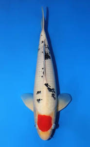 Sanke Koi/Ikan Koi Sanke