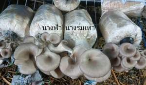 ก้อนเห็ดนางฟ้านางรมเทา 1 ชุดมี 3 ก้อน