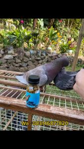 Jamu Merpati Balap Sprint kolong jamu rencong giring keras stamina terjaga