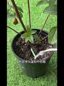 Plants Fertilizer For Flowering Plant Growth Vitamins || Plant Slow Release Nutrition Bar