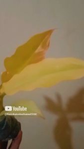 Tanaman Hias Philodendron Green Saw Golden: Tumbuhan Hias Mudah Dirawat
