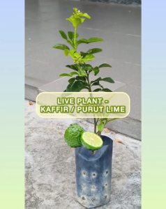 [Live Plant] Lime Leaf Plant – FreshLeaf Lime