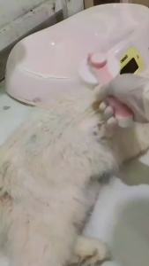 Novamos Pet Hair Treatment Shampoo Pelebat & Pembersih Bulu Kucing