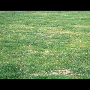 เก้าอี้สนามพับได้ เก้าอี้สนามพกพา, เก้าอี้เเคมปิง เก้าอี้ สนามพิมพ์ ปิกตามเคลื่อนที่